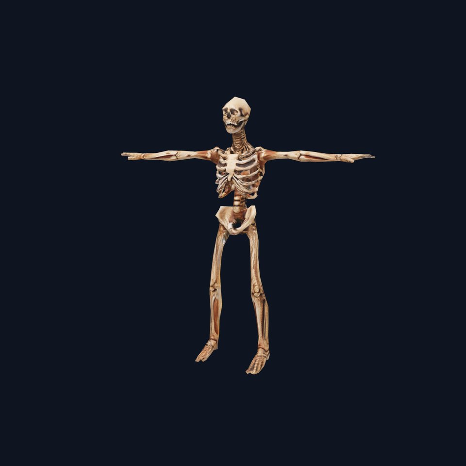 Human Skeleton Anatomy Model Pack